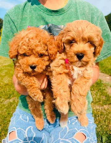 Prachtige MALTIPOO pups, ouders getest , te reserveren, Parvo, Overige rassen, 8 tot 15 weken, Meerdere