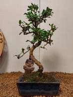 Fukien theeboom bonsai (Carmona retusa) - Hoogte (boom): 30