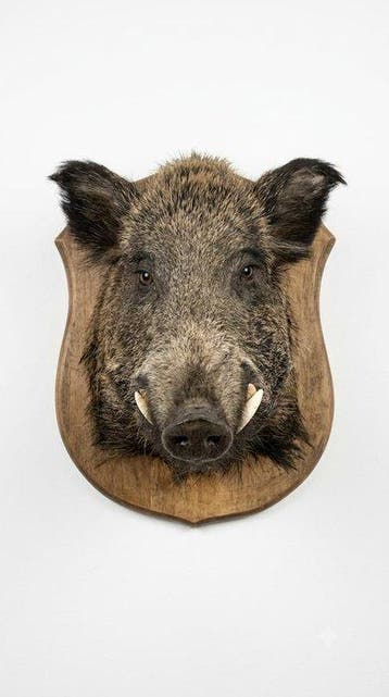 Wild zwijn Taxidermie wandmontage - Cinghiale europeo - 50