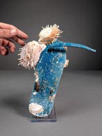 Marinebedekte flip-flop Zeeschelp - Spondylus sp. (Zonder, Nieuw