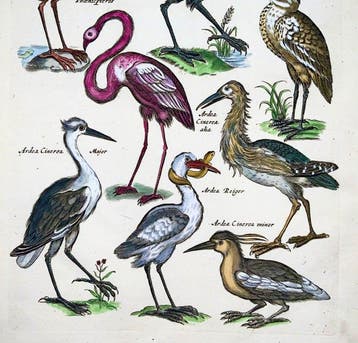 Matthäus Merian (1593-1650) - Folio: Waterbirds, Storks,