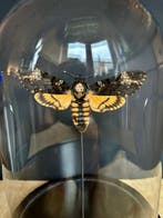 Mot Taxidermie volledige montage - Large Femelle XXL Sphinx
