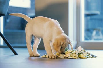 Beeztees Puppy Sniffy Snuffelmat - Puppy Speelgoed - Puppy, Ophalen of Verzenden, Zo goed als nieuw