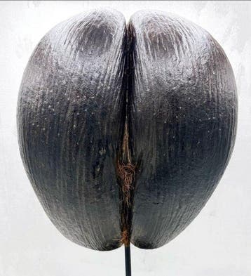 Coco de mer Taxidermie volledige montage - Lodoicea, Antiek en Kunst