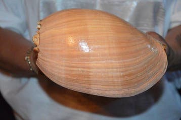 Zeeslak Zeeschelp - S-336 MELO AMPHORA (Zonder minimumprijs)
