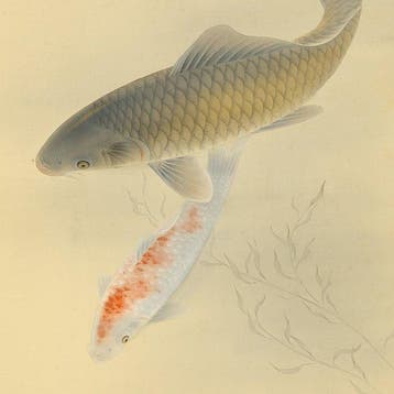 Swimming Two Carp Koi with Original Box (Tomobako) -