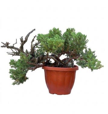 Jeneverbes bonsai (Juniperus) - Hoogte (boom): 18 cm -