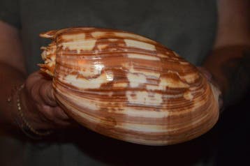 Zeeslak Zeeschelp - S-590 MELO AMPHORA (Zonder minimumprijs), Verzamelen, Nieuw