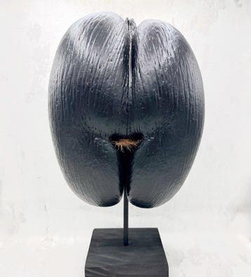 Coco de mer Taxidermie volledige montage - Lodoicea