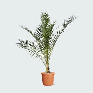 Green Bubble - Phoenix Canariensis - 220cm - Ø40 cm, Ophalen of Verzenden