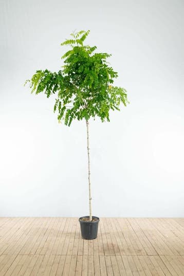 Robinia pseudoacacia Umbraculifera hoogstam 16/18 225cm