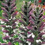 Acanthus mollis, P9, Ophalen of Verzenden, Zomer, Vaste plant, Volle zon