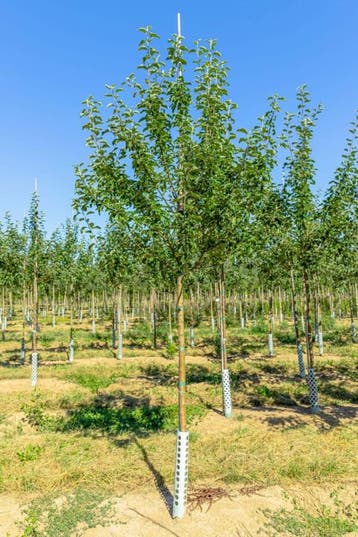 Malus domestica Roter Berlepsch hoogstam 14/16