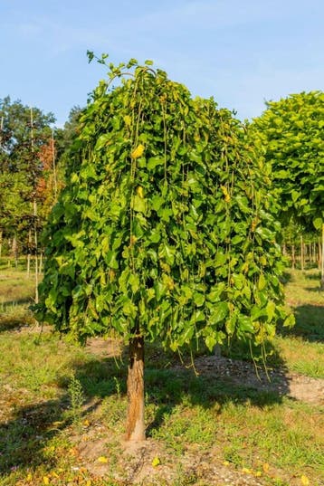 Morus alba Pendula hoogstam 12/14 225cm stam