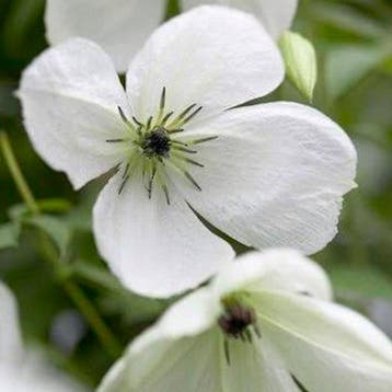 Bosrank Maria Cornelia container (C2) Clematis, Wit, Verzenden, Klimplanten