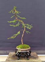 Hinoki cipres bonsai (Chamaecyparis obtusa) - Hoogte (boom):