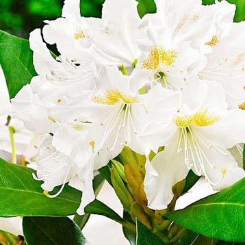 Rhododendron catawbiense Cunninghams White” container, Verzenden, Overige soorten, Struik