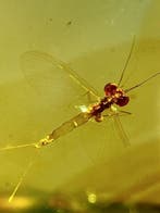 prachtige insecten - Barnsteen - Baetidae - 13 mm - 8 mm