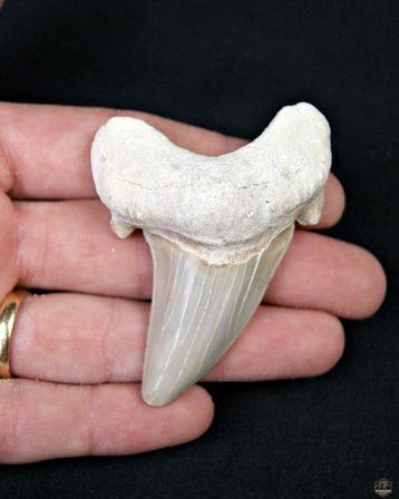 Haai - Fossiele tand - Otodus Obliquus (Zonder minimumprijs), Verzamelen, Mineralen en Fossielen