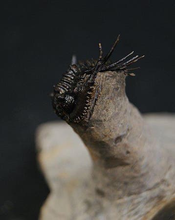 Doornige trilobiet - Gefossiliseerd dier - Leonaspis en