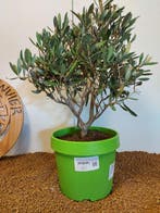 Olijf bonsai (Olea europaea) - Hoogte (boom): 43 cm - Diepte