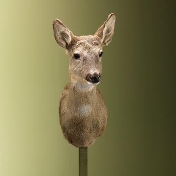 Reebok Wintervacht V Taxidermie Opgezette Dieren By Max, Ophalen of Verzenden, Nieuw, Wild dier, Opgezet dier
