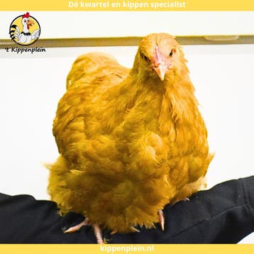 Orpington Buff - Rustig, Tam en Gezond, Dieren en Toebehoren, Pluimvee, Meerdere dieren, Kip