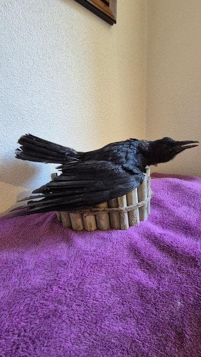 zwarte raaf Taxidermie wandmontage - Corvus corone - grand, Verzamelen, Dierenverzamelingen