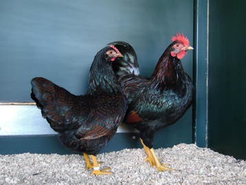 Prachtige Barnevelder krielkippen, snel tam, goede leg, Dieren en Toebehoren, Pluimvee, Vrouwelijk, Kip