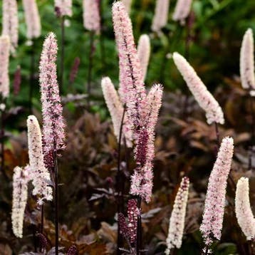 Actaea simplex Brunette - Zilverkaars - Wortelgoed - 5 st, Tuin en Terras, Verzenden