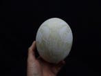 carved Ostrich Egg decorated with ELEPHANT Taxidermie, Nieuw