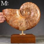 Iconische jurassische cefalopode “Wunderkammer” - Fossiel, Verzamelen