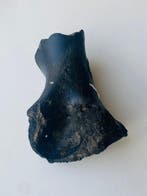 steppewisent - Fossiel bot - Bison priscus - 16 cm - 8 cm