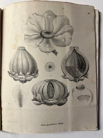 Friedrich A.W. Miquel - Stirpes Surinamenses selectae