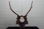 over 100 years old Red Stag Trophy Schedel - Cervus elaphus, Nieuw