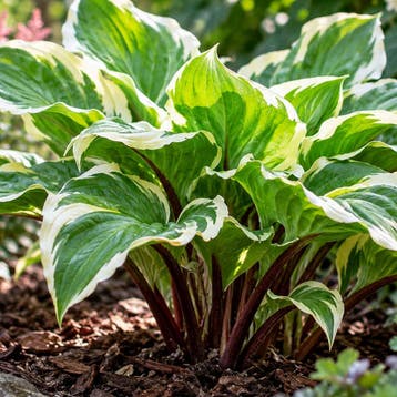 Hosta ‘Sorbet’ Vaste planten, Raskleur, Tuin en Terras, Verzenden, Vaste plant, Overige soorten, Halfschaduw
