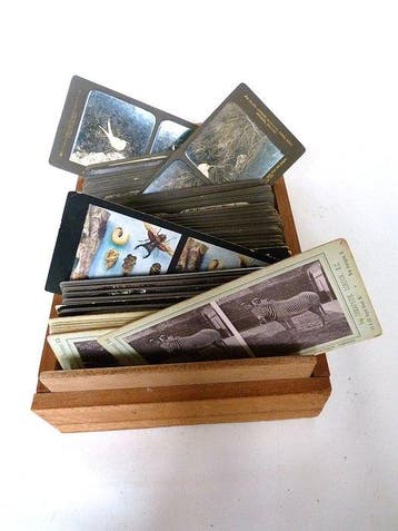 87 stereoviews of birds and some other animals, 19th century