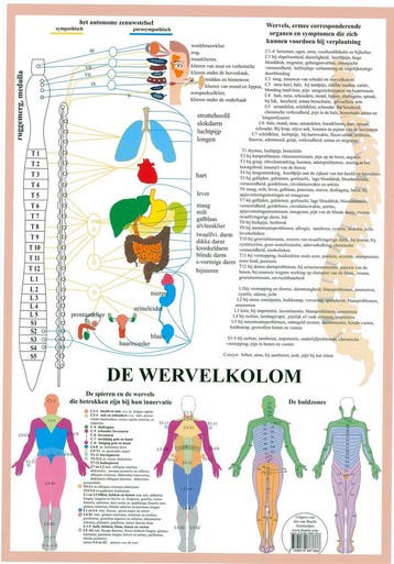 Anatomie poster vegetatief zenuwstelsel (Nederlands, gel..., Nieuw