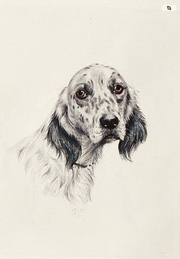 Léon Danchin (1887-1938) Frankrijk. - Engelse setter .