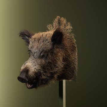 Wild Zwijn Middel Taxidermie Opgezette Dieren By Max, Verzamelen, Dierenverzamelingen, Ophalen of Verzenden, Nieuw, Wild dier