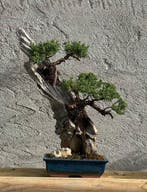 Jeneverbes bonsai (Juniperus) - Hoogte (boom): 56 cm -