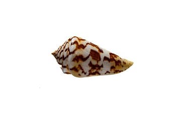 Top-exemplaar: zeldzame schoonheid - TOP-muster Taxidermie, Verzamelen, Nieuw