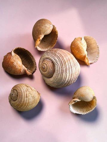 Zeer zeldzaam en uitzonderlijk lot van 6 schelpen Taxidermie