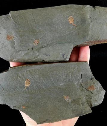 Primitieve echinoderm - Stylophora!!! - Gefossiliseerd dier, Verzamelen
