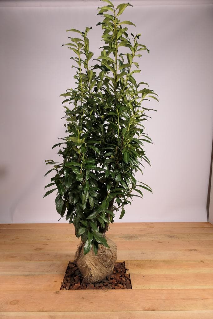 Laurier Elly 140-160cm !!Aanbieding!!, Tuin en Terras, Planten | Struiken en Hagen, Laurier, Haag, 100 tot 250 cm, Ophalen of Verzenden