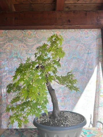Japanese maple bonsai (Acer palmatum) - Hoogte (boom): 60 cm, Antiek en Kunst