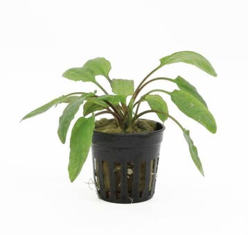 Cryptocoryne Willissii (Aquariumplanten, Aquarium producten), Dieren en Toebehoren, Verzenden, Nieuw, Plant(en), Steen of Hout