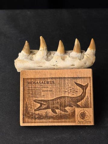 Mosasaurus - Fossiele tand - Mosasaur tooth on a custom base