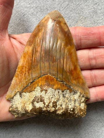 Megalodon tand 10,9 cm - Fossiele tand - Carcharocles