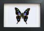 Vlinder Taxidermie volledige montage - Graphium weiskei - 10